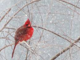 Red Cardinal in Snow